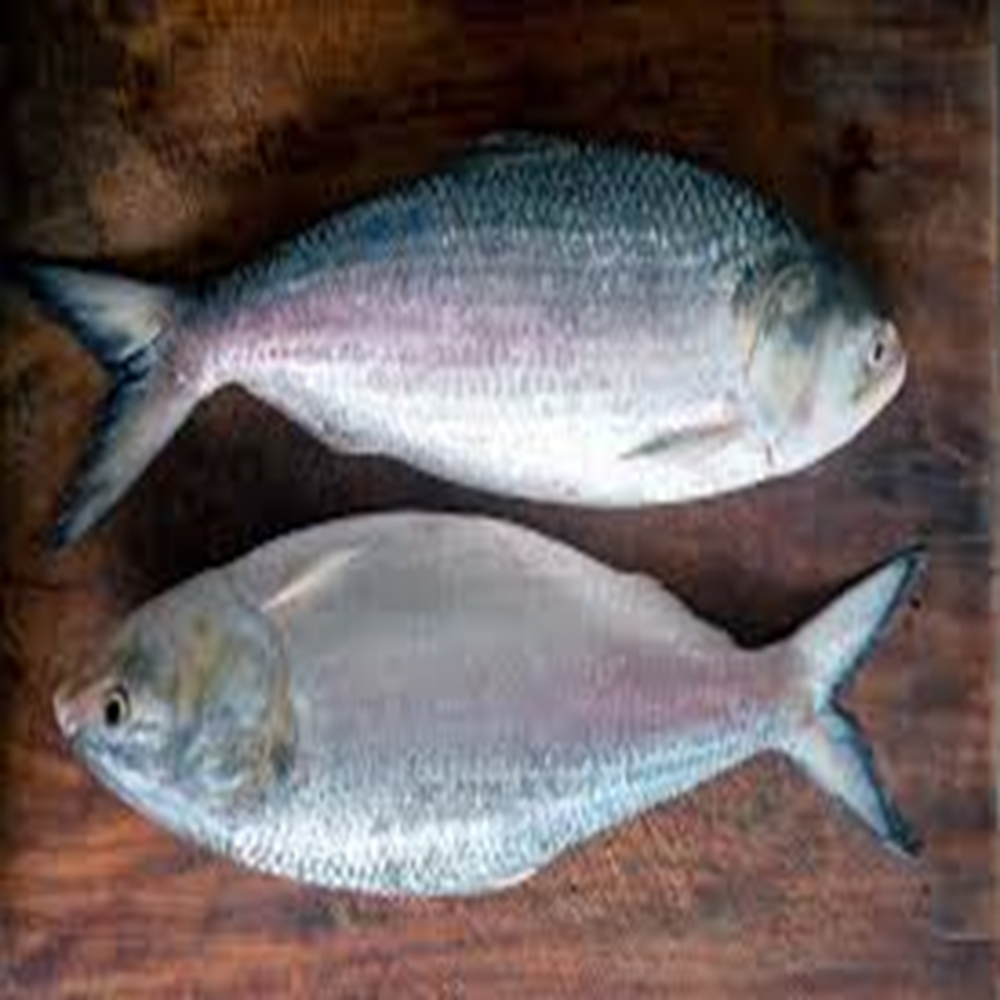 ilish (900-1000) gm