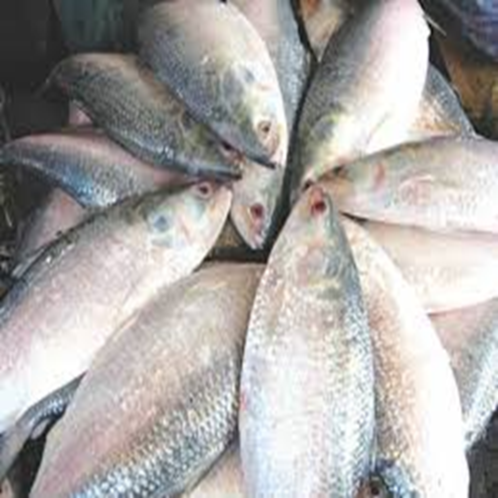 ilish (500-600 gm)