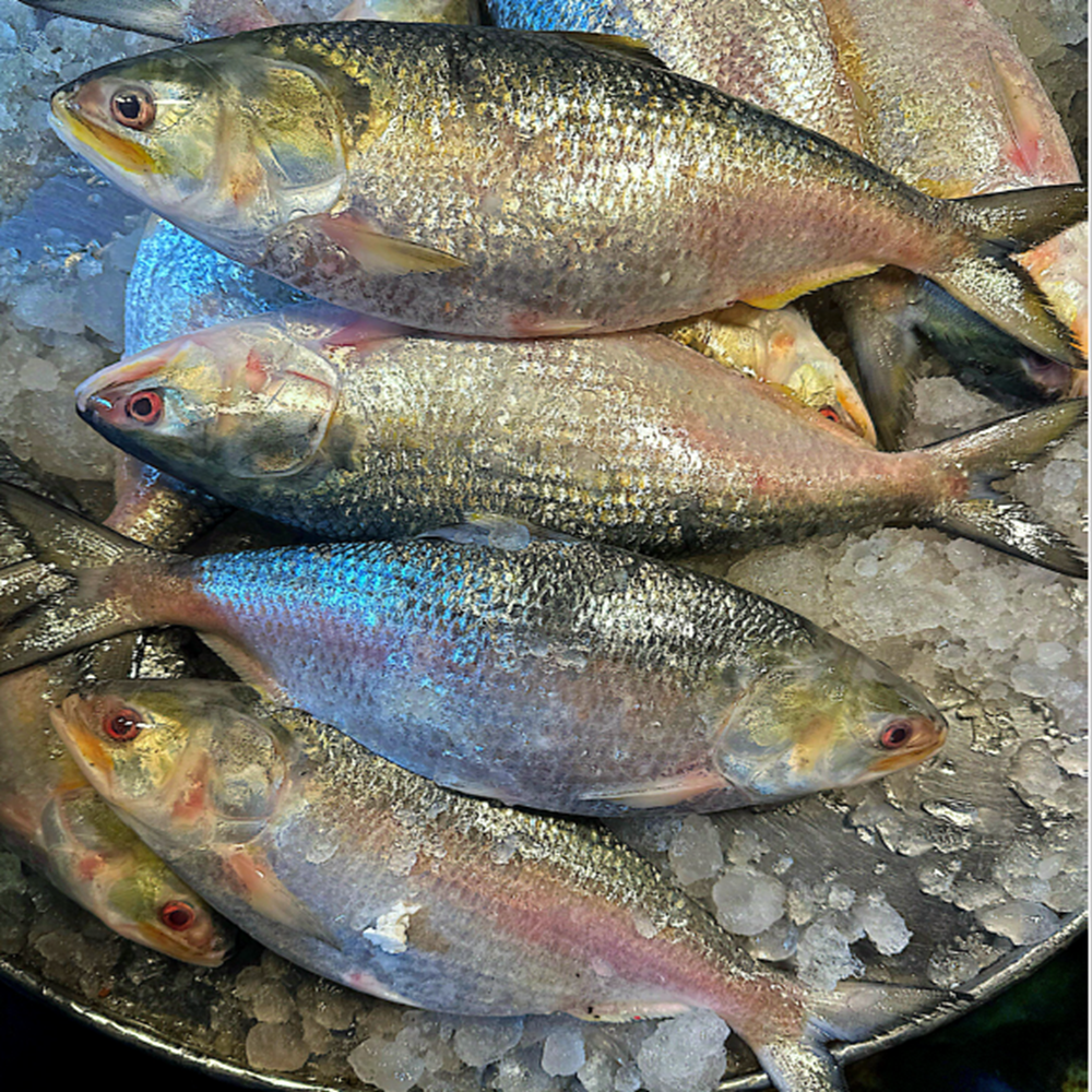 ilish (700-800 gm)