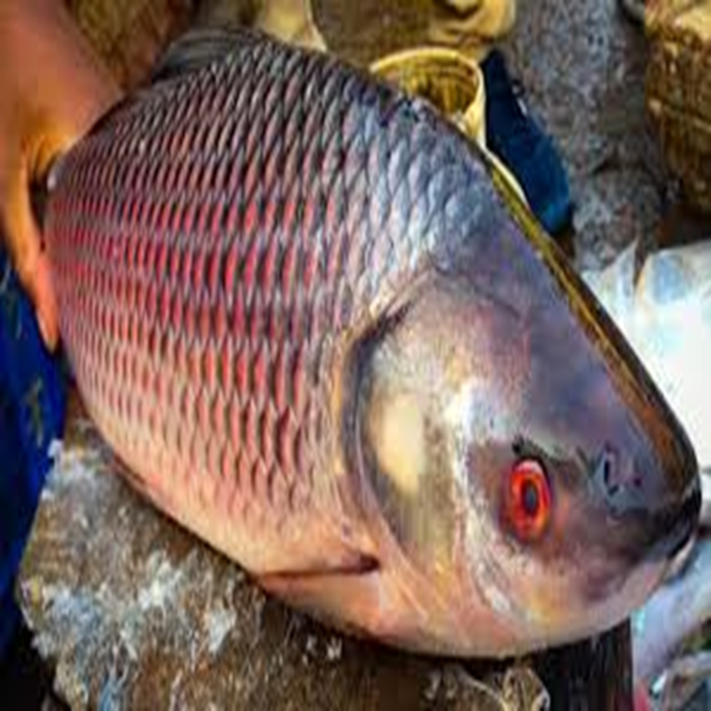 Rui fish