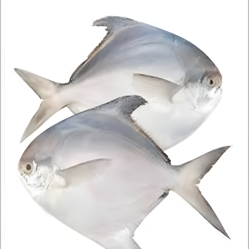 Rup Chanda 5-7 pcs/kg