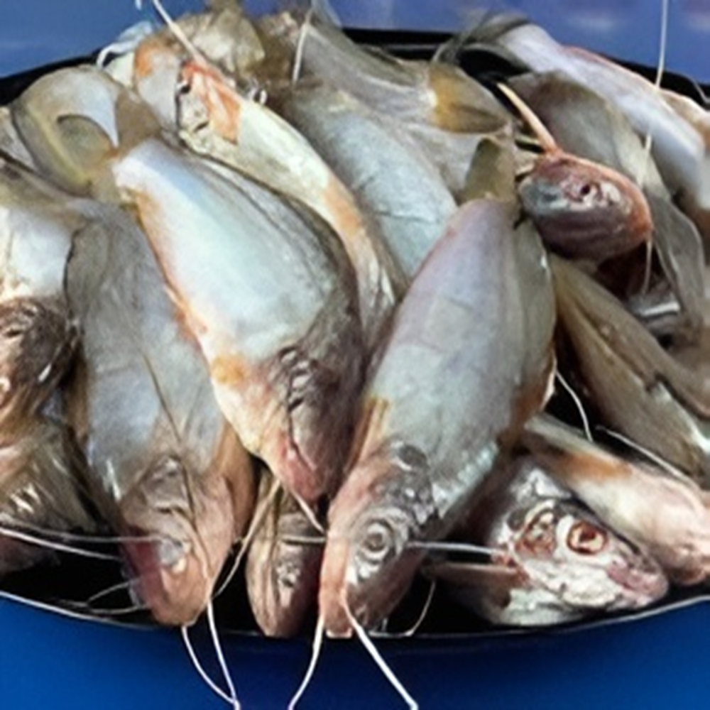 Gulsha Tengra