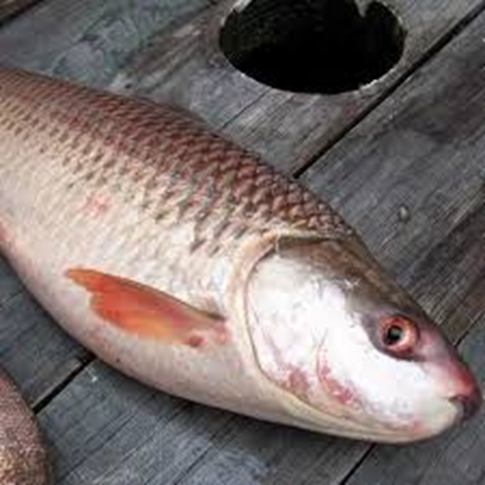 Rui fish