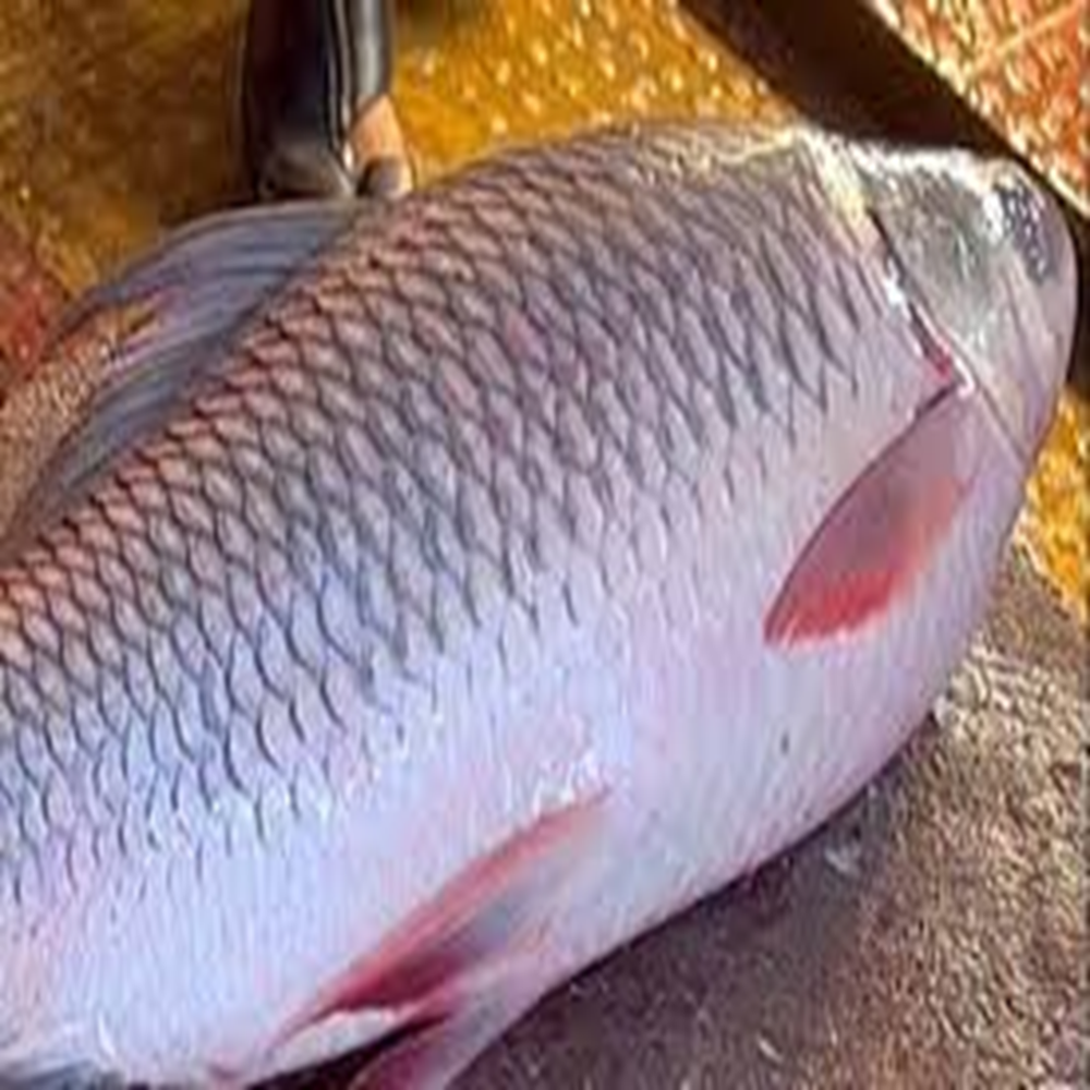 Rui fish