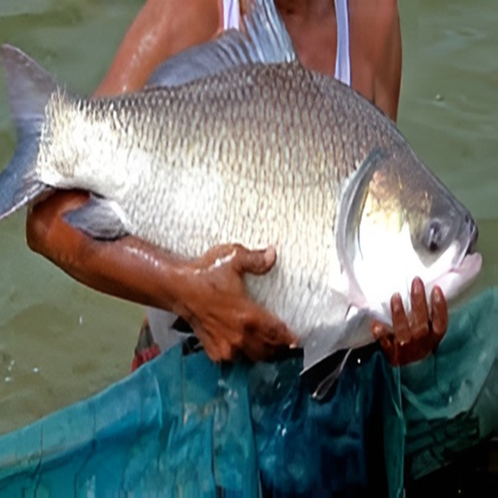 Catla Fish