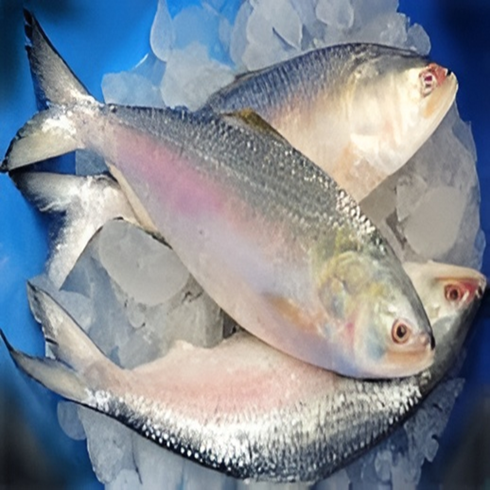 ilish (500-600 gm)