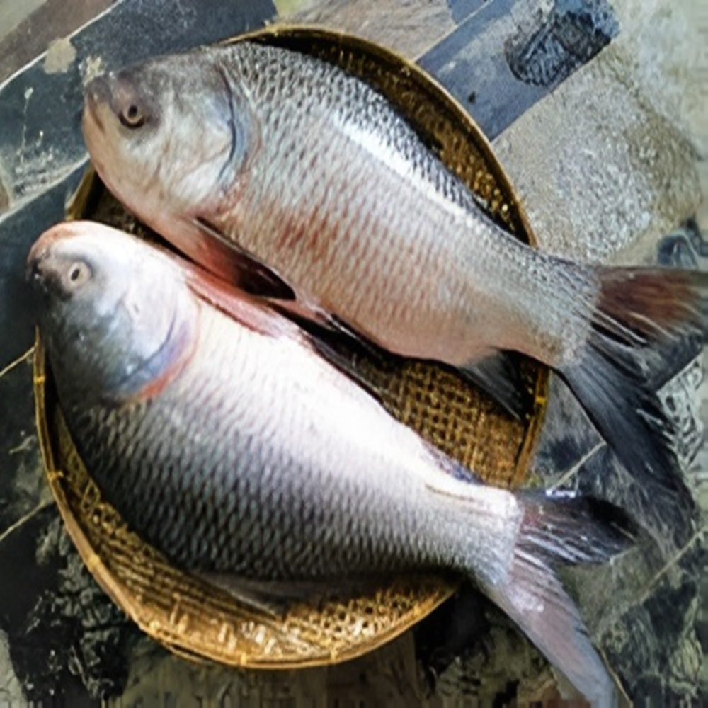 Catla Fish