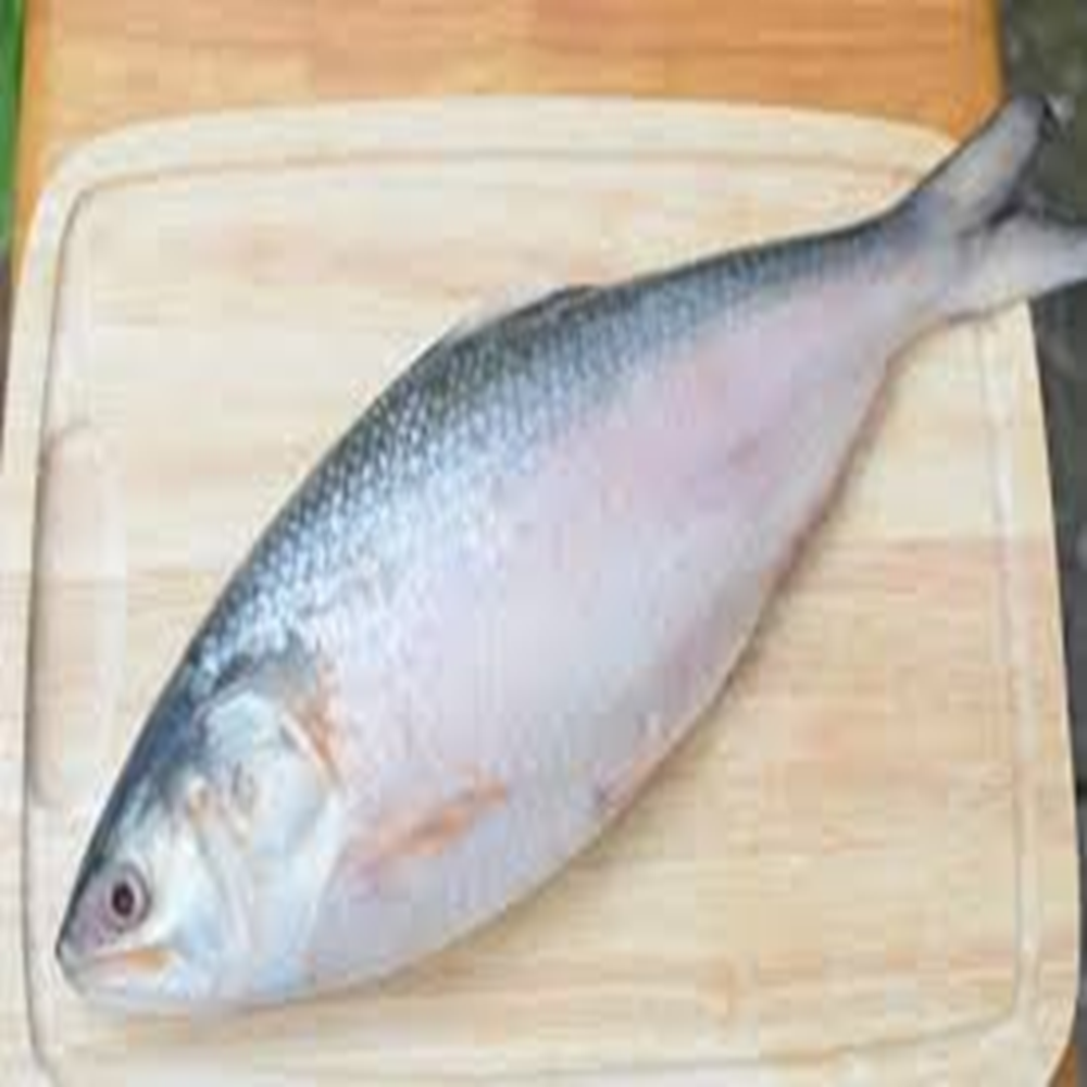 ilish (900-1000) gm