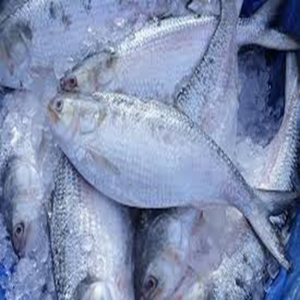 ilish (800-900 gm)