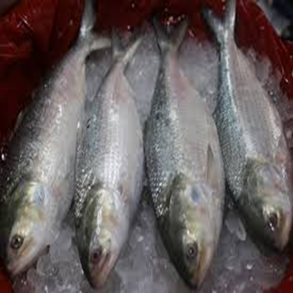 ilish (300-400 gm)