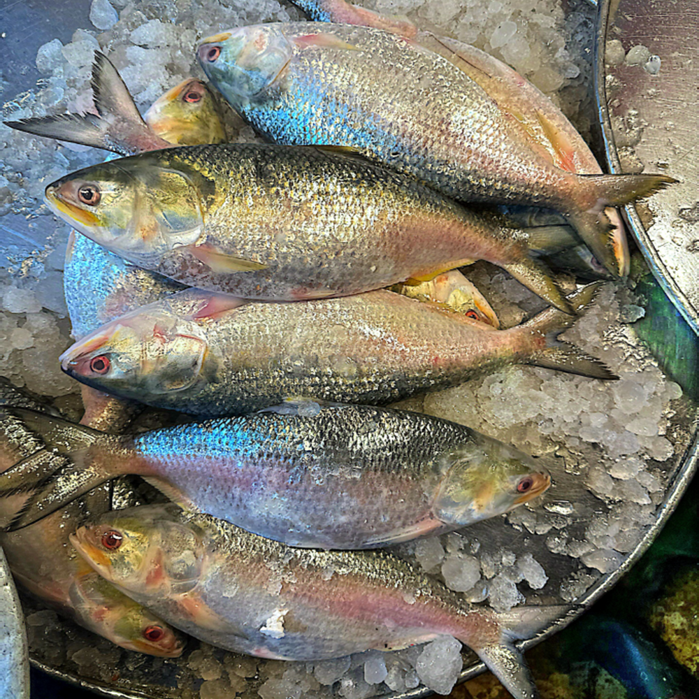 Ilish (Hilsha)
